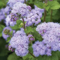 50 Blue Flossflower Seeds for Planting, Ageratum houstonianum, Ideal for Gardens and Borders