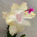 Thanksgiving/Christmas Cactus Cuttings - Schlumbergera "CHELSEA" - Rootless Plant Clippings for Propagation