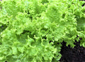 Endive Seeds 500+ Non-GMO Green Curled Ruffec - Cichorium endivia, Heirloom Vegetable Garden Seeds for Home Growing