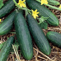 Spacemaster 80 Cucumber Seeds - 100+ Heirloom Organic NON-GMO - Fresh Cucumis sativus