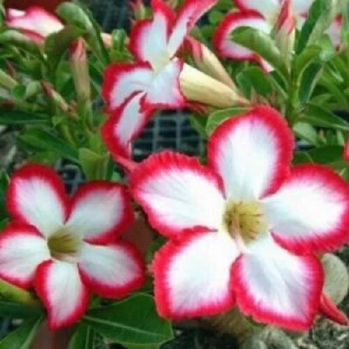 Desert Rose Seeds - 4 White Red Adenium Obesum Exotic Flower Seeds for Gardening