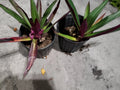 Multicolor Tradescantia Spathacea Plant - Moses in The Cradle - Dwarf Oyster Plant - Indoor Houseplant