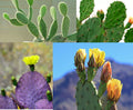 Prickly Pear Cactus Seeds Mix - 50+ Seeds - Colorful Varieties - Opuntia spp. - Ships from Iowa, USA