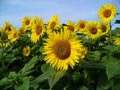 Sunflower Seeds, 30 Count, Mammoth Grey Stripe, Helianthus annuus, Giant Flowering Seeds for Garden