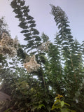 Crape Myrtle Cuttings - 10 Super Rare 'Natchez' - Rooting or Grafting - Lagerstroemia indica 'Natchez'