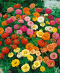 Zinnia Seeds - 200 Count - Thumbelina Mix Dwarf - Non-GMO - Attracts Butterflies & Hummingbirds - AAS Winner