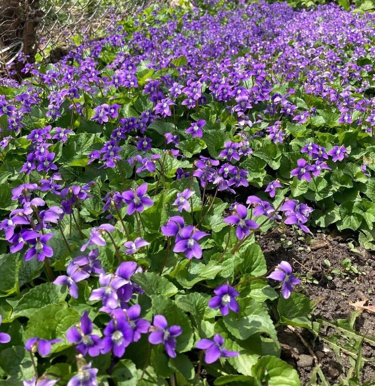 Purple Wild Violet Rhizomes 100+ Bareroot Organic Viola Perennial Edible Herbaceous Plant