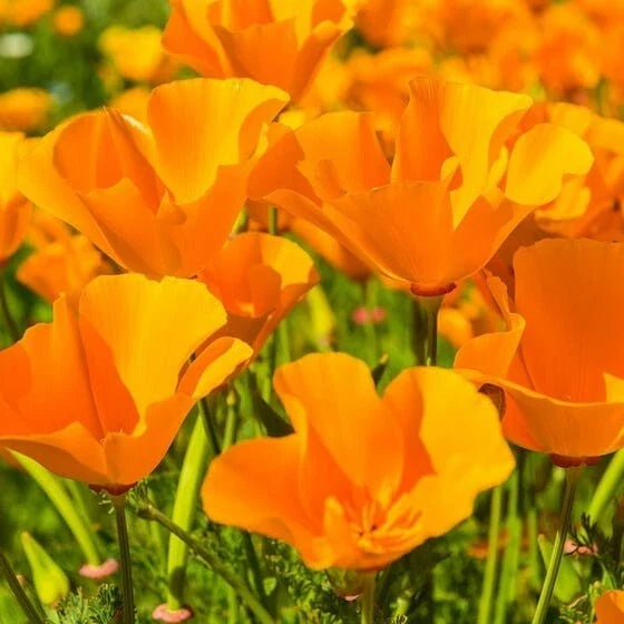 Giant Orange California Poppy Seeds - Sun Gold Poppies - Flower Seed 2025 - Eschscholzia californica