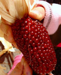 1000+ Strawberry Ruby Corn Seeds - Organic Heirloom Popcorn - Sweet & Rare - Zea Mays Everta