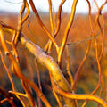 Curly Corkscrew Willow Tree Cuttings - 8 Kelli's Curly Corkscrew - Salix babylonica 'Tortuosa'