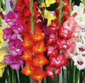 Gladiolus Bulbs 10/12cm Mixed Colors Sword Lily Gladiolus Mix Summer Blooming Cold-Hardy Container Planting