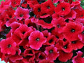 Petunia Seeds - 50 Bright Red Seeds for Containers, Hanging Baskets, Windows - Petunia x hybrida