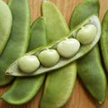 Fordhook 242 Lima Bean Seeds - AAS Winner Large Pods - Drought Resistant - Phaseolus lunatus