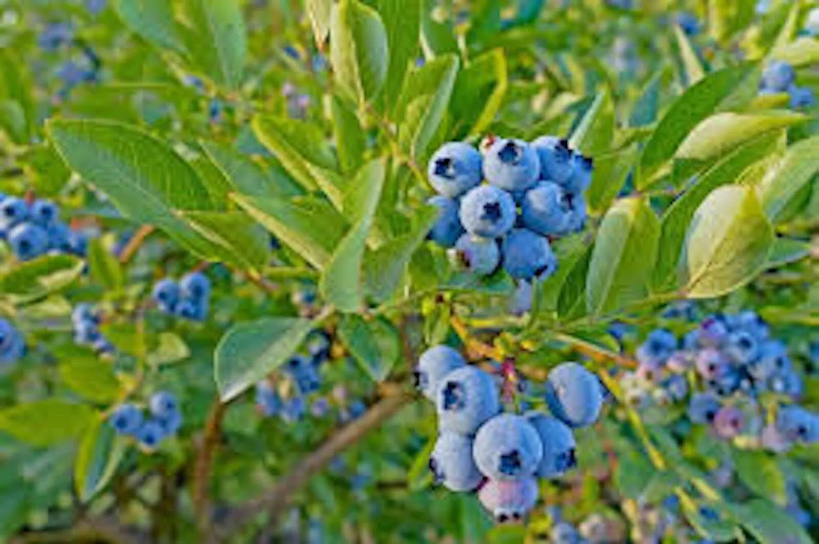 Dwarf Blueberry Bush Starter Plant 4-6 inches Top Hat Vaccinium angustifolium Edible Fruit Container Gardening