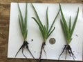 1 Organic Aloe Vera Plant - Bare Rooted, Healthy Live Plant - Perfect for Home or Garden - Aloe barbadensis miller
