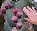 Giant Prickly Pear Cactus Pads 5-Pack Cold Hardy Opuntia Produces Large Fruit