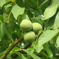 Live Black Walnut Tree 10"-40" Well Rooted Plant Juglans nigra
