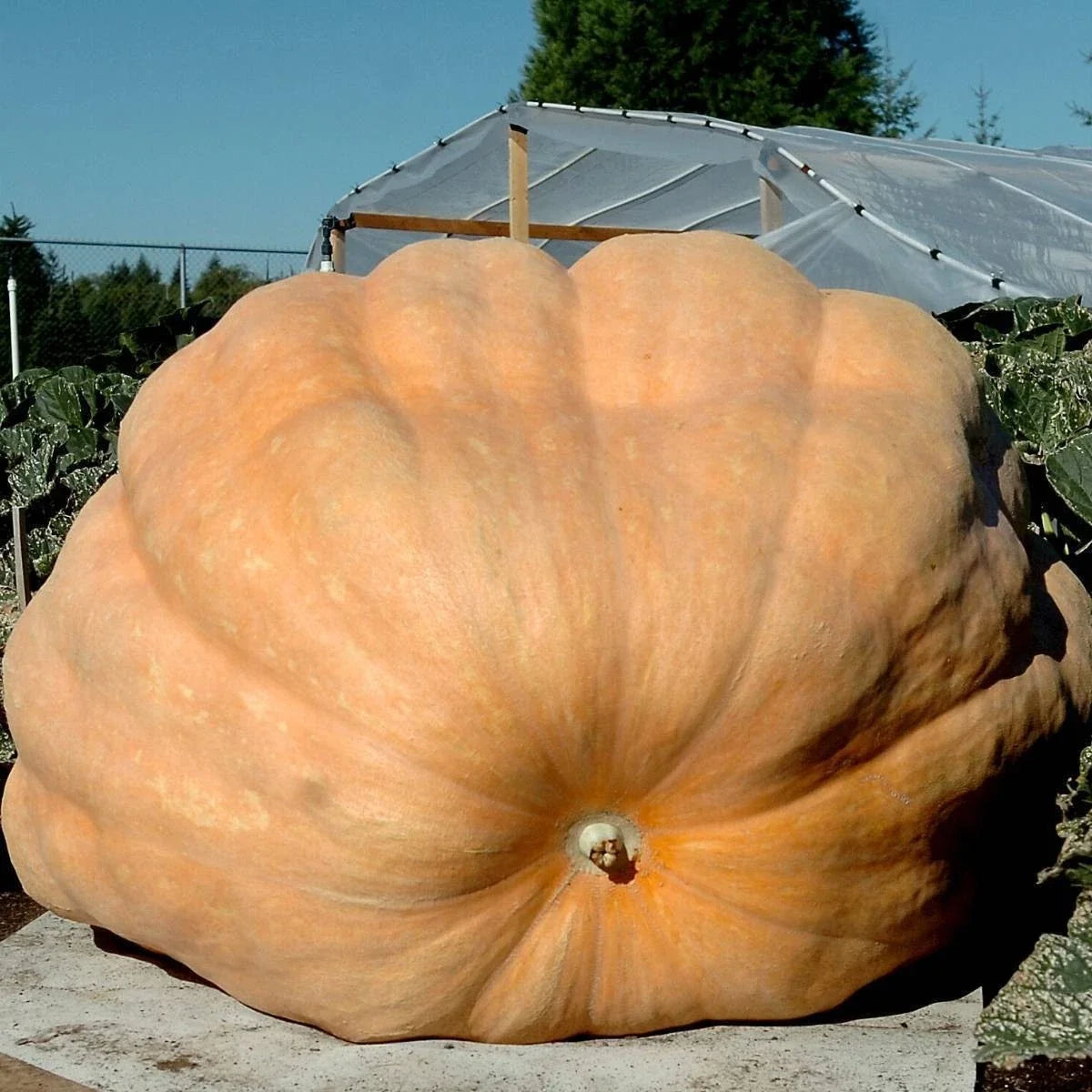 Dill's Atlantic Giant Pumpkin Seeds - 5 Heirloom Non-GMO Seeds for Giant Pumpkins - Cucurbita maxima