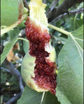 Fig Tree Cuttings - 10 White Adriatic Cuttings - Ficus carica - FREE US Shipping