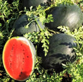 Giant Black Diamond Watermelon Seeds - 30+ Heirloom Organic Seeds - Citrullus lanatus - High Yield 30-50 lbs