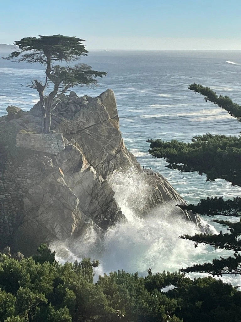 Monterey Cypress Seeds - Cupressus macrocarpa - Drought-Tolerant Evergreen Tree Seeds for Landscaping