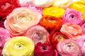 Ranunculus Bulbs Mix - Color Variety - Ideal for Planting - Ships from Iowa, USA - Ranunculus asiaticus