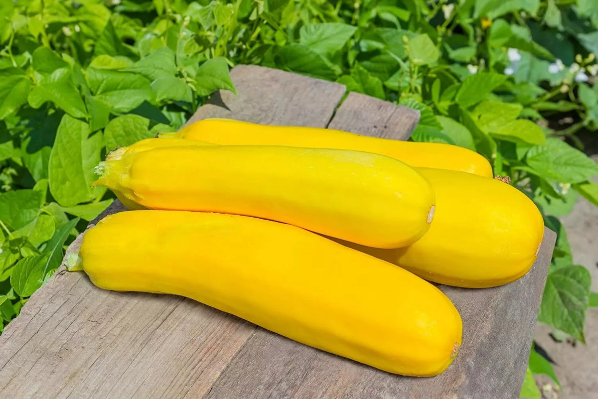 50 Summer Squash Seeds for Planting, Delicious Nutritious Varieties, Made in USA, Cucurbita pepo