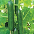 25+ Ashley Long Cucumber Seeds - Heirloom, Non-GMO, Organic - Fresh Cucumis sativus