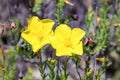 Dwarf Creeping Rock Rose Seeds - 50 Pack - Blooming Ground Cover - Fumana procumbens