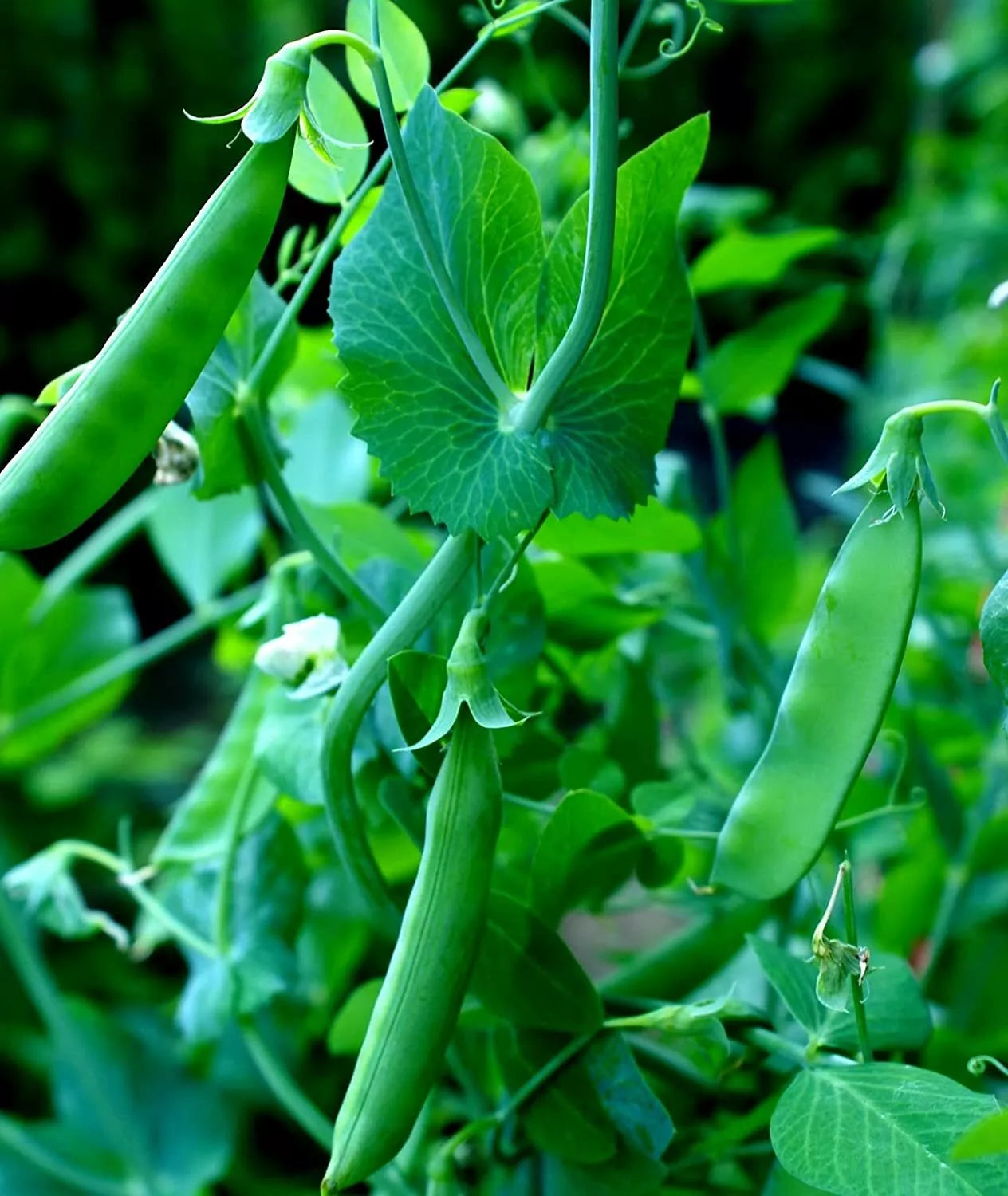 Sugar Snap Pea Seeds - 100+ Count - Heirloom Variety - Pisum sativum for Planting