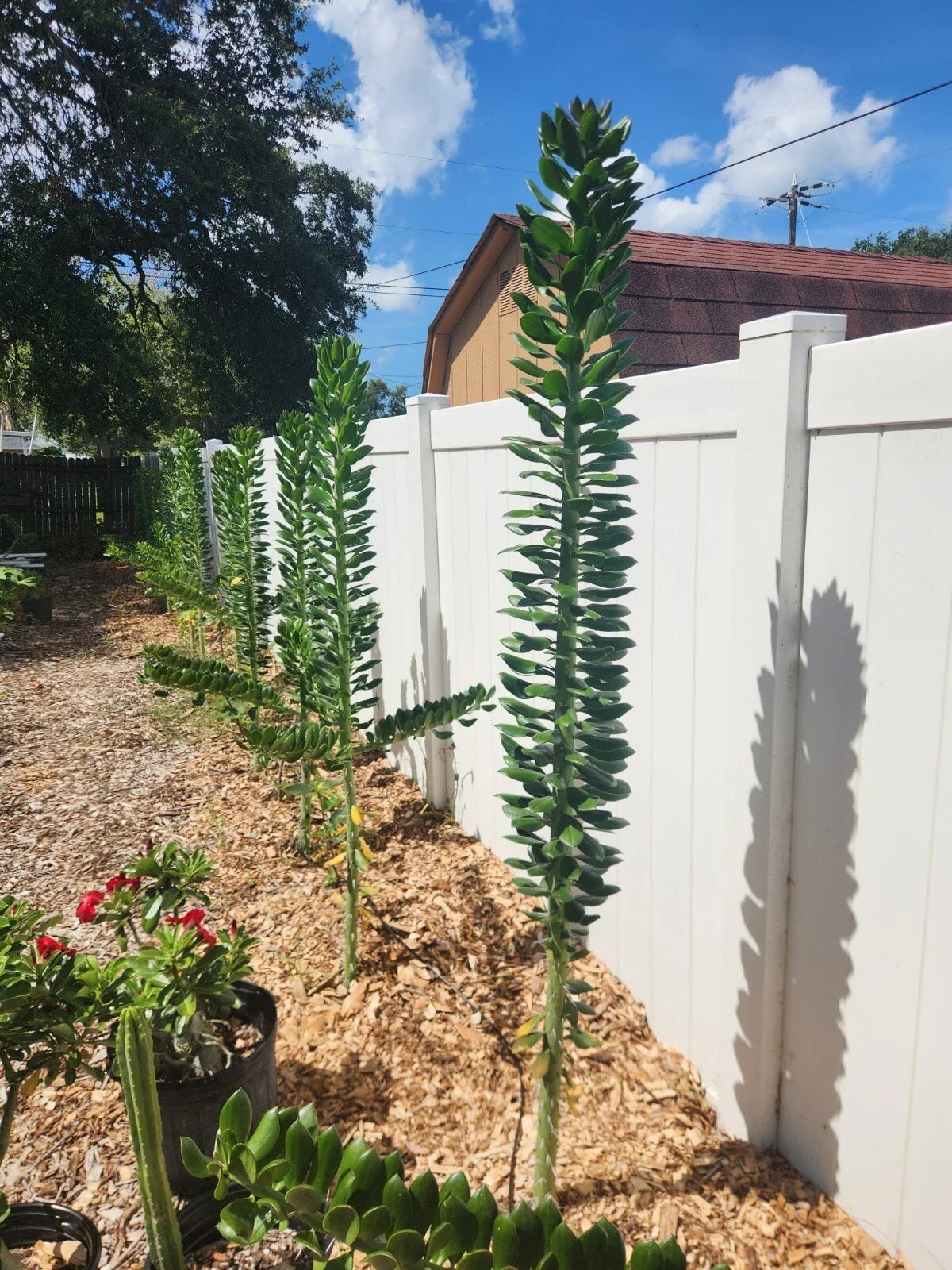 GIANT Pereskiopsis Cuttings 5" - Thick Stemmed Cactus - Ideal for Propagation and Gardening