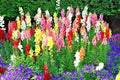Snapdragon Seeds - 2000+ Tetra Mix - Colorful Annual Flowers for Spring & Fall Garden, Patio, Container - Antirrhinum majus