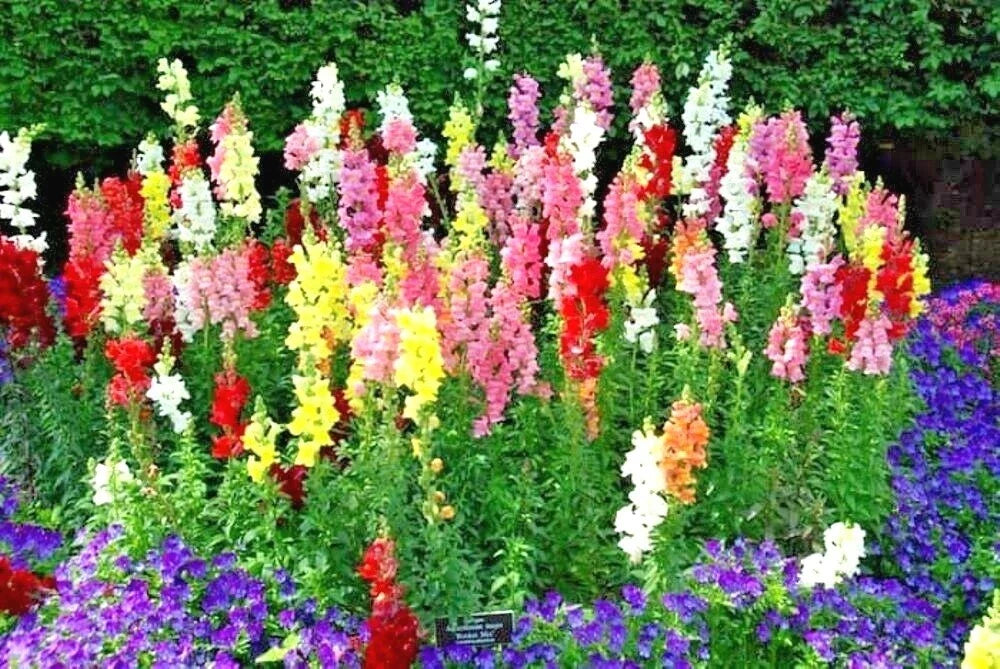 Snapdragon Seeds - 2000+ Tetra Mix - Colorful Annual Flowers for Spring & Fall Garden, Patio, Container - Antirrhinum majus