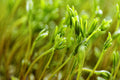 Organic Black Lentil Sprout Seeds - Non-GMO Healthy Sprouting Seeds for Home Gardening - Lens culinaris