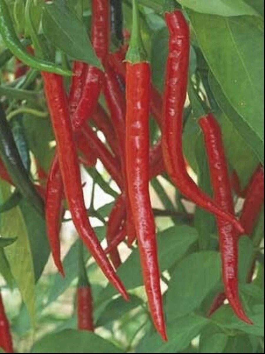 Hot Long Red Cayenne Pepper Seeds - 100+ Non-GMO Capsicum Annuum - Spicy Culinary Variety for Home Gardening