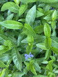 50 Rooted Vinca Minor Plants - Ground Cover Periwinkle - Vinca minor