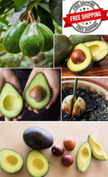 Hass Avocado Seeds 3-Pack Easy Grow Persea americana Rare Planting