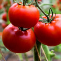 200 Ace 55 Tomato Seeds | Heirloom NON-GMO Variety | 200+ Seeds | Perfect for Home Garden