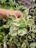 Pothos Plant 6" Pearl and Jade Epipremnum aureum Rooted LIVE PLANT No Cutting