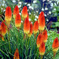 20 "Rare Dwarf" Fire Dance Torch Lily Seeds - Kniphofia hirsuta - Hardy Perennial Flower Seeds for Garden