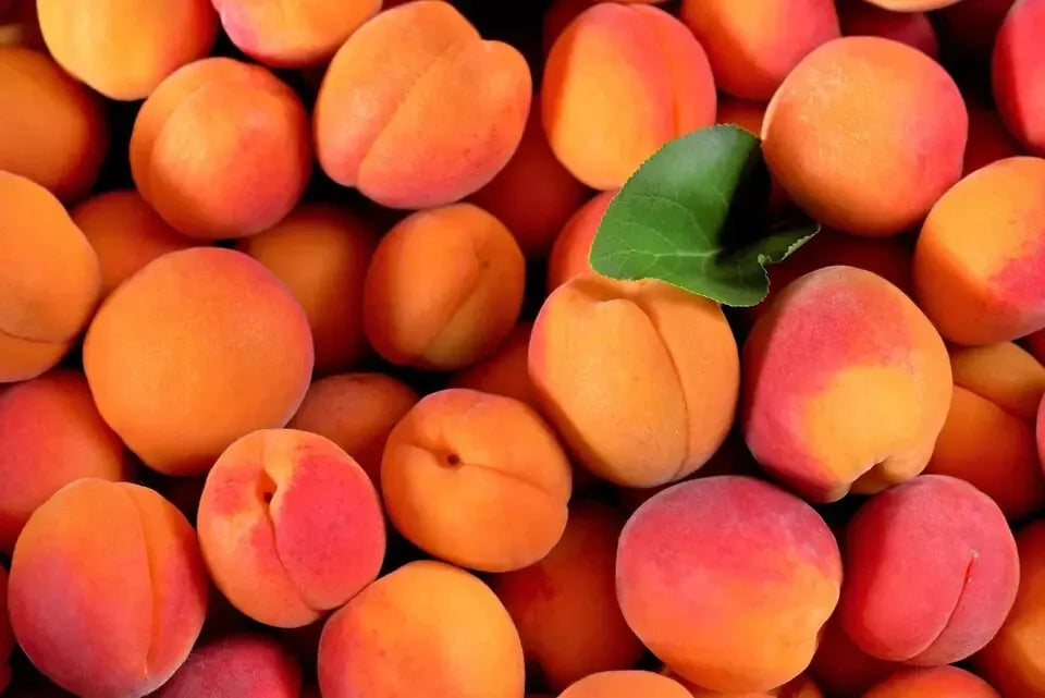 Apricot Tree Seeds 2024 - 10 Pack, Fast Growing, Prunus armeniaca, Hardy Zones 3-7, Fragrant Pink Blooms, Self-Pollinating