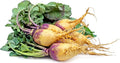 Rutabaga Seeds - 500+ Baby Bunch Variety - Brassica napus - Perfect for Garden Planting - USA Grown