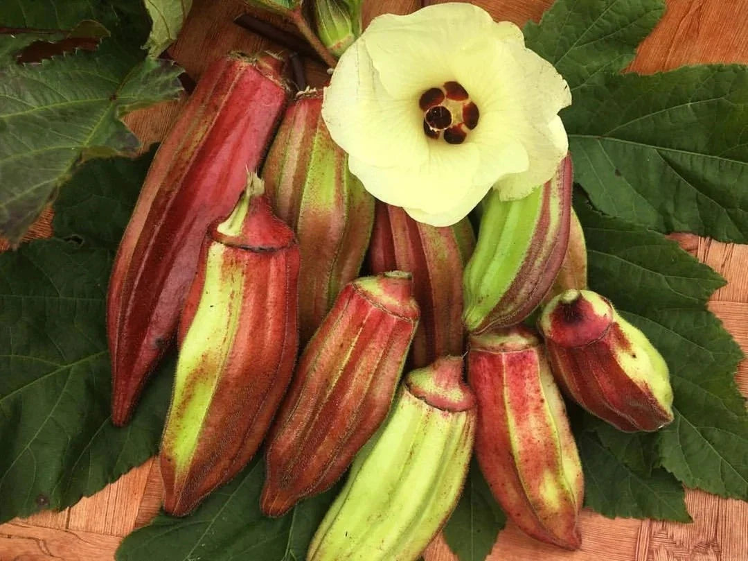 Texas Hill Country Red Okra Seeds - Heirloom Non-GMO Variety - Abelmoschus esculentus