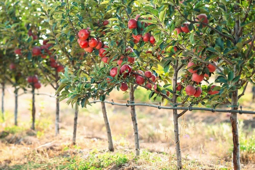 Apple Tree Seeds - 30 Seeds - Delicious Variety - Malus pumila, Common Apple