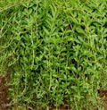 Sedum Sarmentosum Cuttings - 70 Fast Growing Creeping Perennial Live Plants - Ideal for Ground Cover