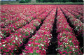 Phlox Seed 50 Count Packet Drummond Mix Butterfly Magnet Phlox drummondii