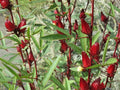 50 Roselle Seeds - Asian Sour Leaf Hibiscus sabdariffa - Organic Herb Seeds - Free Shipping