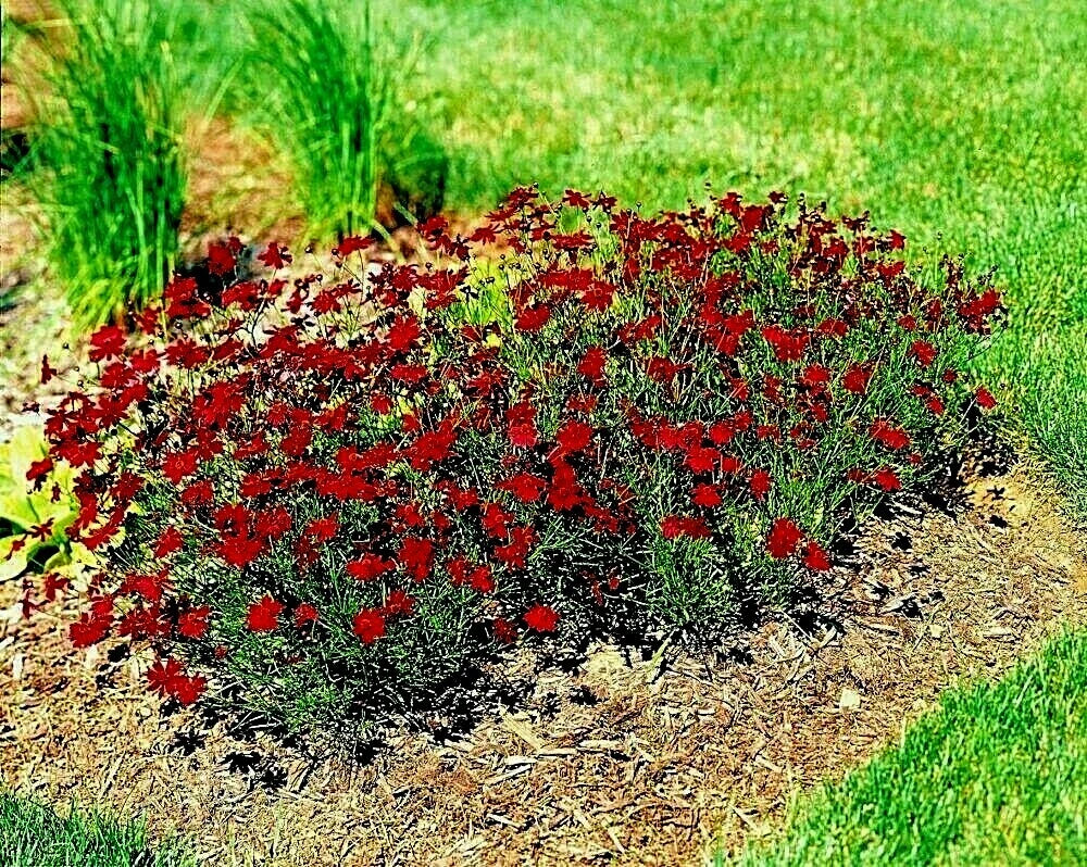 Dwarf Red Plains Coreopsis Seeds | Native Wildflower for Drought & Heat | Pollinator-Friendly (Coreopsis tinctoria)