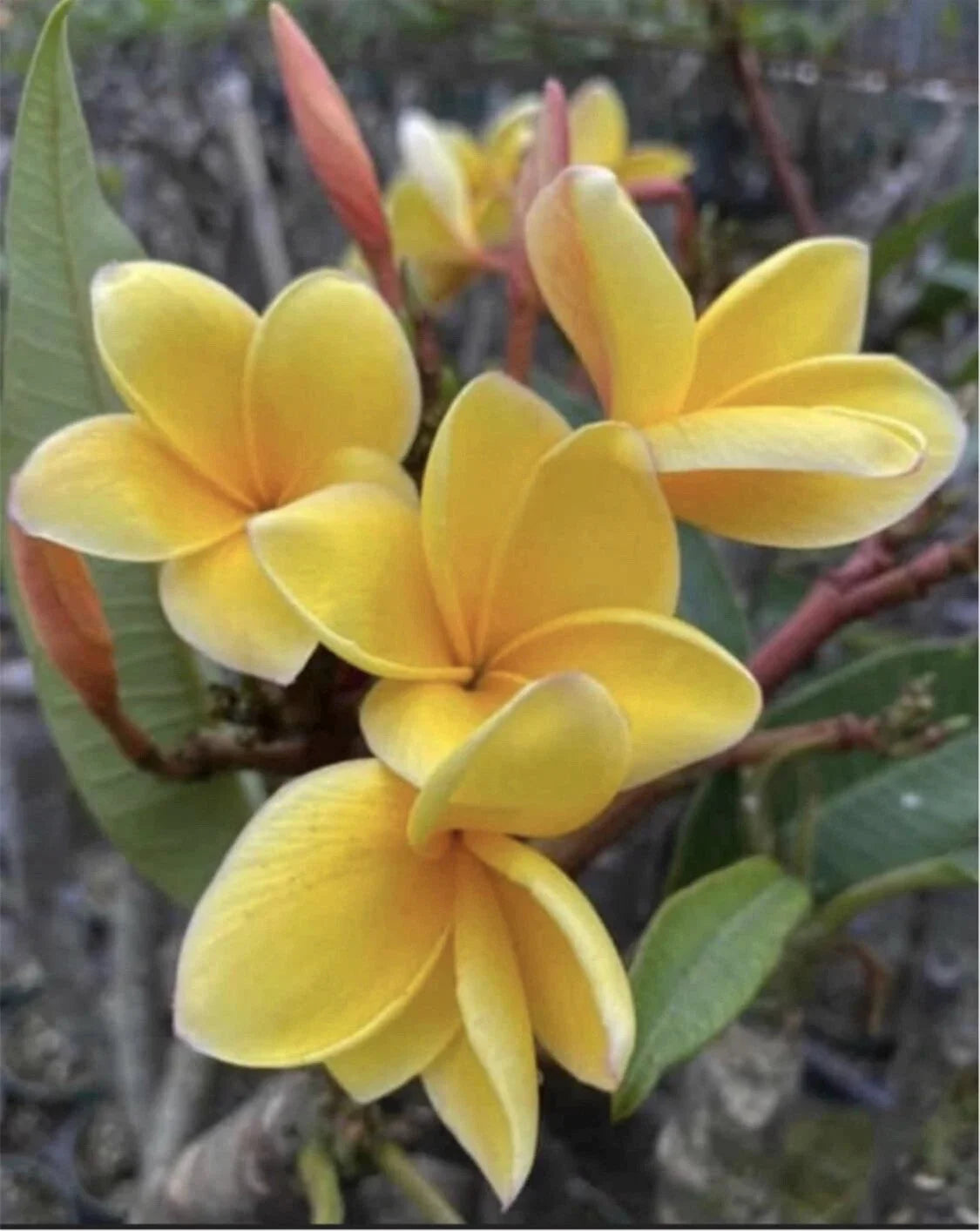 Rooted Plumeria Plant Cutting - Aztec Gold - 16" with 1 Tip - Frangipani - Tropical Flowering Plant