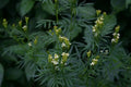 Huacatay Seeds - Black Mint Culinary Herb, Tagetes Minuta, with Tracking